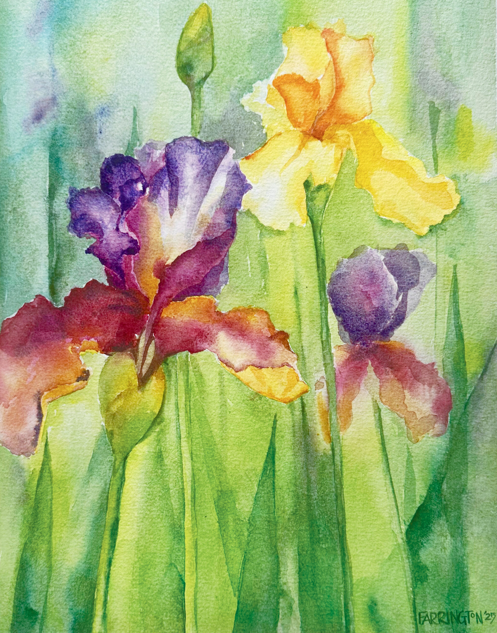 Irises in Bloom